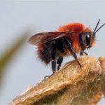 Abejorro macho (Bombus rubicundus) Fotografía: Felipe Villegas, Oficina de Comunicaciones (Instituto Humboldt)