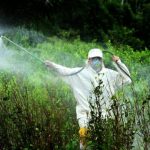 fumigación manual con glifosato contra los cultivos ilícitos