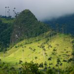 Valle de Cocora, en Quindío