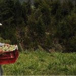 campesino-4