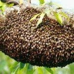 Abejas