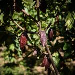 Cacao colombiano, invitado especial en el Salón del Chocolate de París