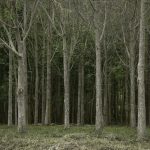 areas forestales