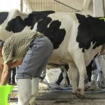 Vacas Lecheras