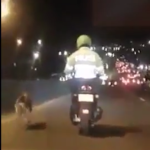 Policía escolta cachorro en peligro (2)