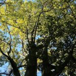 Arborización Urbana del Jardín Botánico3