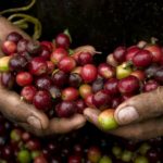 Granos de Café