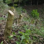 renovación de cafetales por zoca (2)