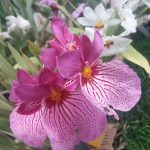 Exposición de Orqídeas en el Jardín Botánico2017-09-23 at 7.31.28 PM (10)