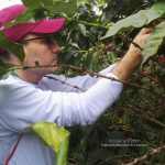 Cafetero