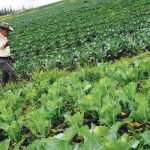Campo Colombiano