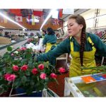 Colombia se luce en la fiesta de San Valentín con más de 600 millones de flores