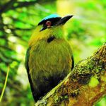 observadores de aves