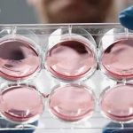 Terapia-con-células-madre-el-futuro-de-la-medicina-en-Colombia