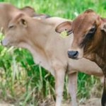 El plan sanitario ha intervenido a más de 1.150.000 animales en todo el país