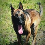 Killer Canino antiexplosivos