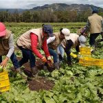 campo-colombiano