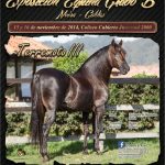 Exposición Equina