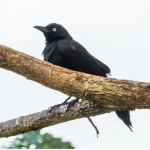 Foto: Quiscalus lugubris. Instituto Humboldt / John Bernal.